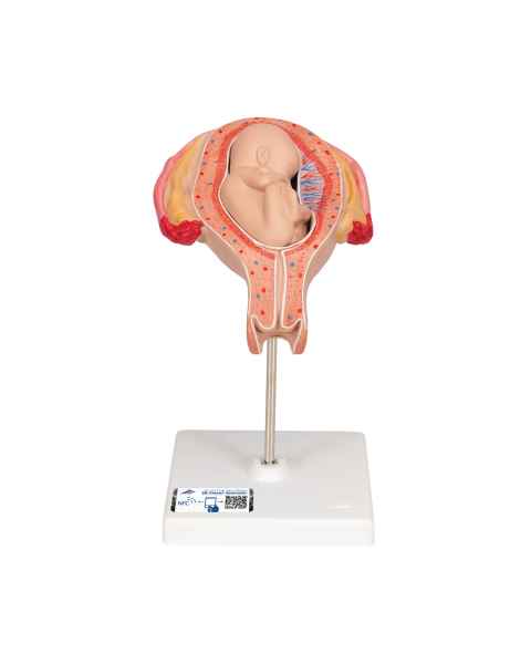 3B Scientific L10/5 Fifth Month Fetus Model - Breech Position