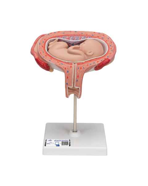 5th Month Fetus Model - Transverse Lie