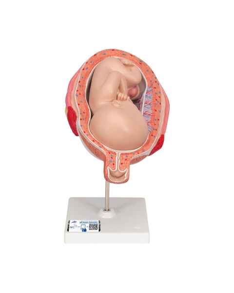 7th Month Fetus Model