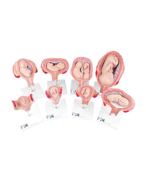 3B Scientific L10 Pregnancy Series - 8 Individual Embryo & Fetus Models