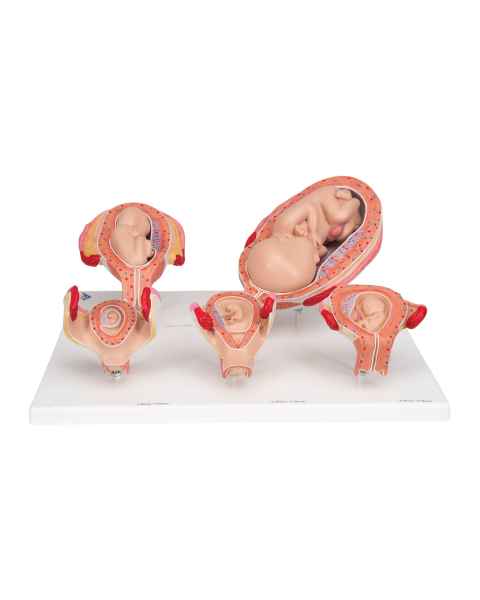 3B Scientific L11-9 Standard Pregnancy Series - 5 Models