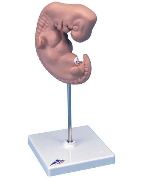 Embryo Model - 25 Times Life-Size