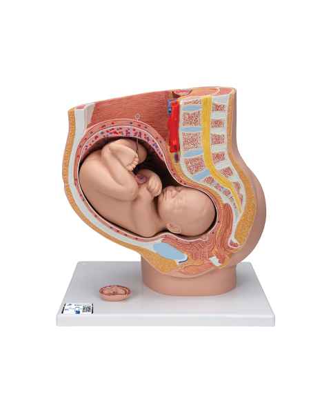 3B Scientific L20 Pregnancy Pelvis Model in Median Section with Removable Fetus (40 Weeks), 3-Part