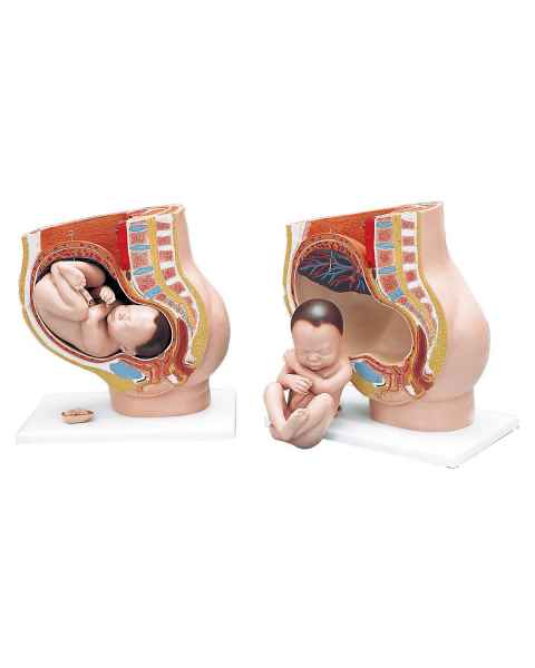 Pregnancy Pelvis Model 3-Part