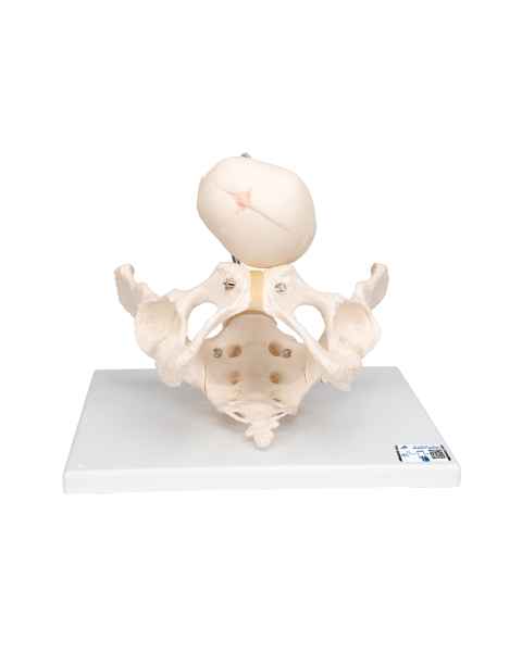 3B Scientific L30 Childbirth Demonstration Pelvis Model with Fetal Skull