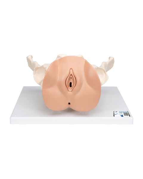 3B Scientific L31 Female Pelvis Skeleton with Genital Organs Model 3-Part