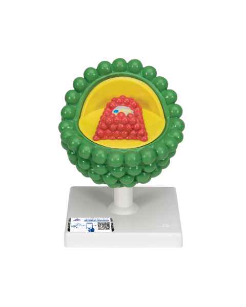 3B Scientific L40 AIDS-Virus Model