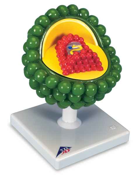 AIDS-Virus Model