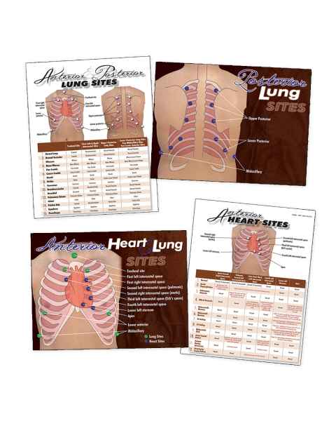 Life/form Heart & Lung Sites Visual Aids Complete Set