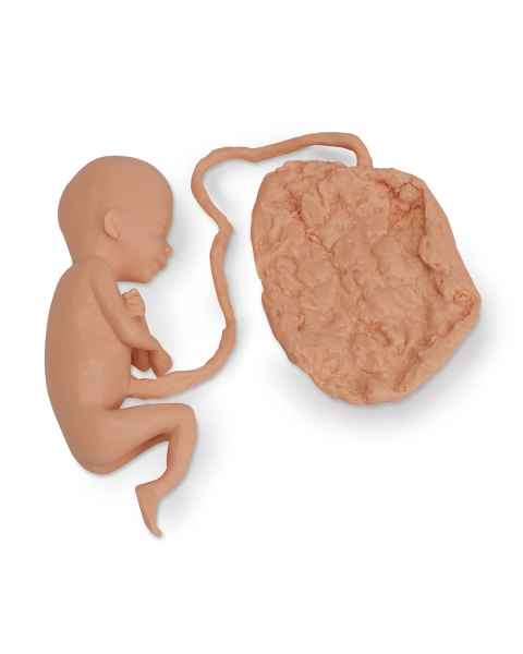 Life/form Human Fetus Replica - 20 Week