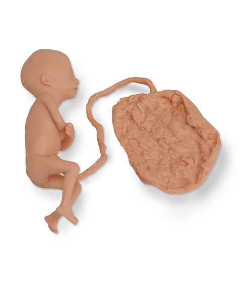 Life/form Human Fetus Replica - 5-Month Female