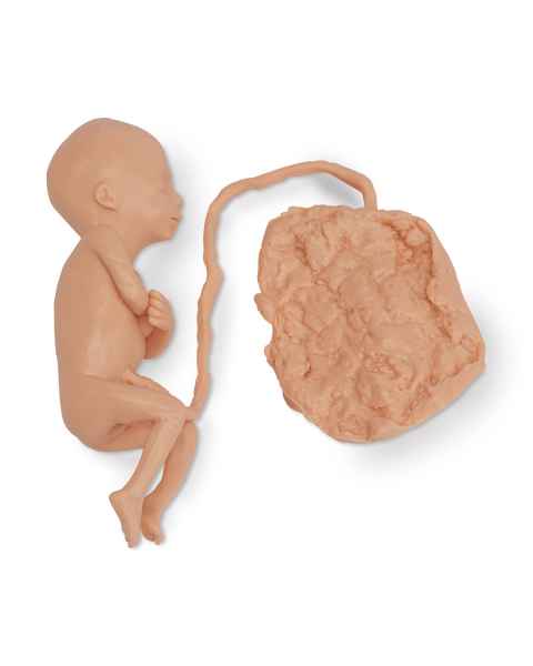 Life/form Human Fetus Replica - 5-Month Male