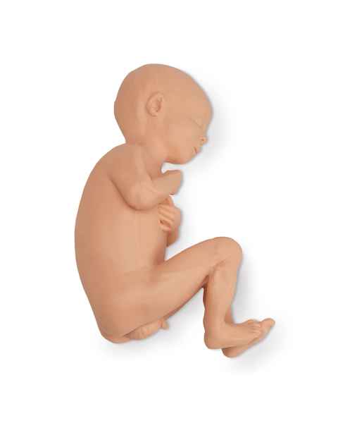 Life/form Human Fetus Replica - Full-Term Male