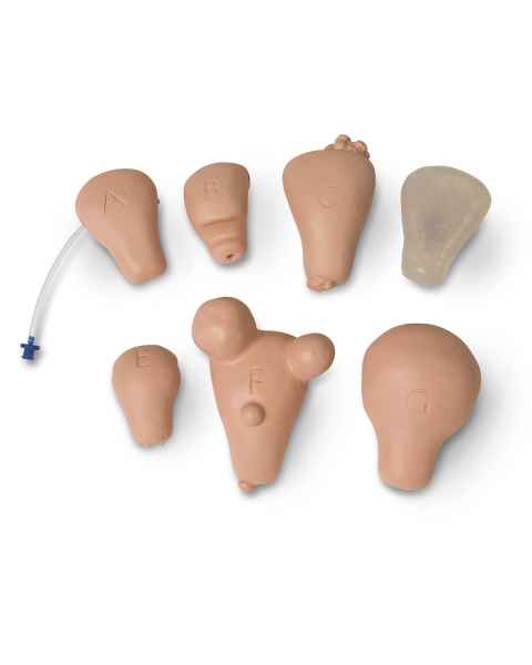 Life/form Replacement Uterus - Set of 7