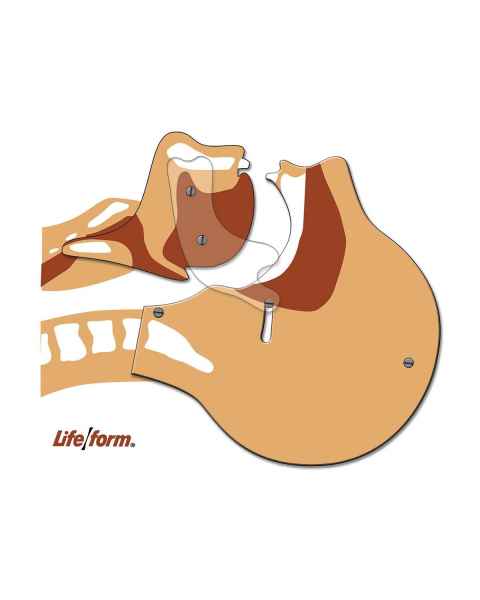 Life/form Airway Simulation Board