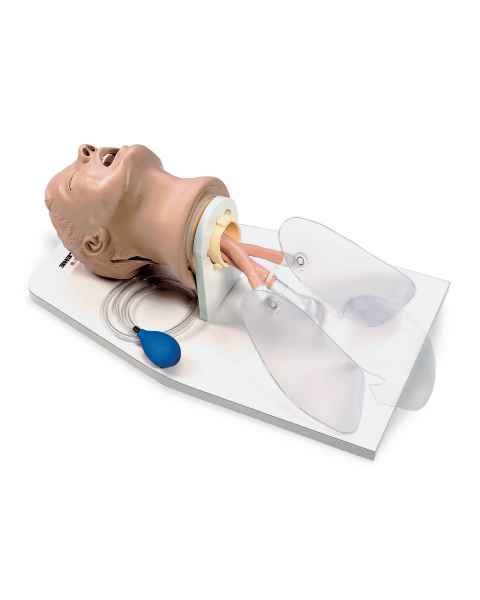 Nasco LF03699 Life/form Airway Larry Adult Airway Management Trainer with Stand