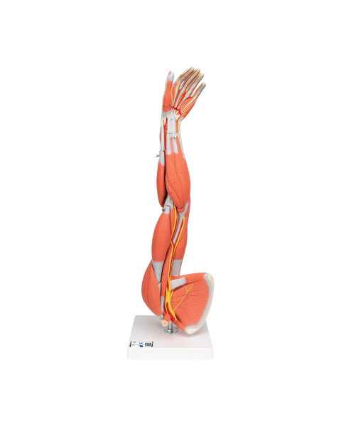 Muscles of the Left Arm Model 6-Part 3/4 Life-Size