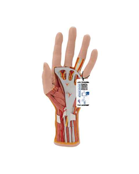 3B Scientific M18 Internal Hand Structure Model 3-Part
