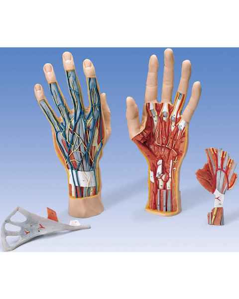 Internal Hand Structure Model 3-Part