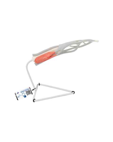 3B Scientific M19 Internal Finger Structure Model