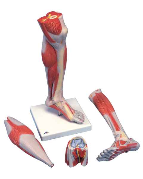 Lower Muscled Leg with Detachable Knee Model 3-Part Life-Size