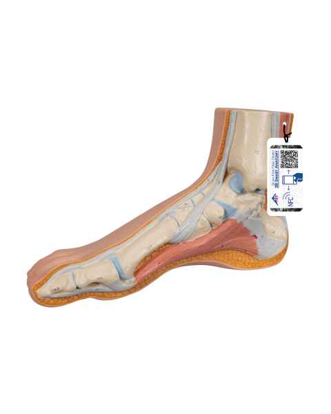 3B Scientific M30 Normal Foot Model - Light Skin Tone