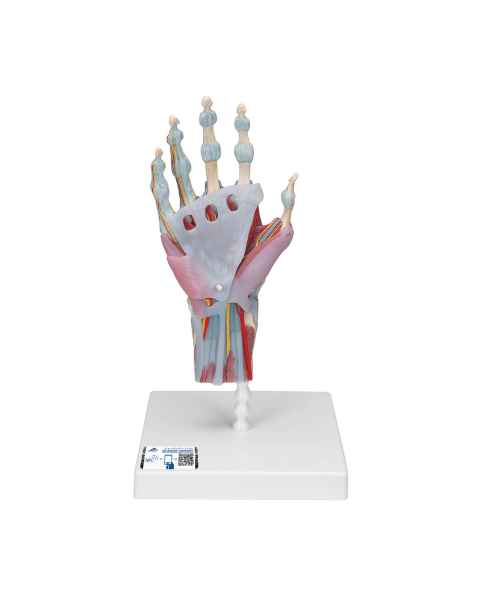 3B Scientific M33-1 Hand Skeleton Model with Ligaments and Muscles, 4 Part
