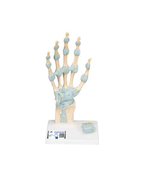 3B Scientific M33 Hand Skeleton Model with Ligaments and Carpal Tunnel