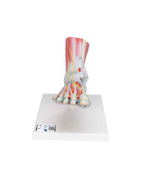 Foot Anatomy Models | Human Feet Anatomical Models