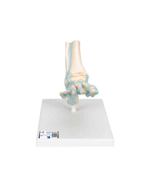 3B Scientific M34 Foot Skeleton Model with Ligaments
