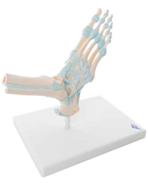 Foot Skeleton Model with Ligaments