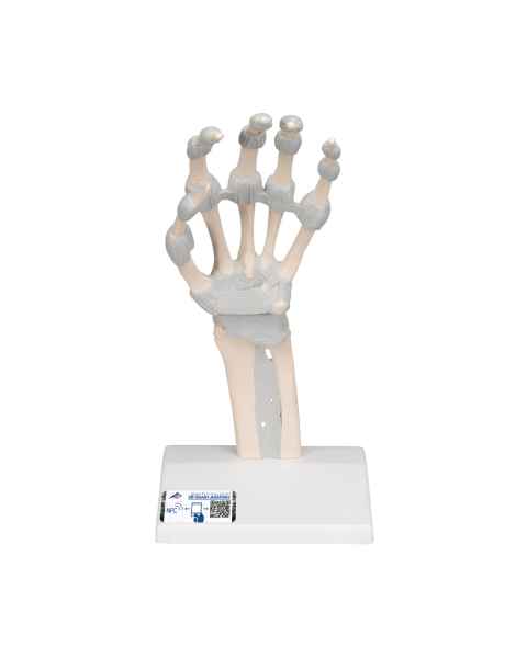 3B Scientific M36 Hand Skeleton with Elastic Ligaments (Left)