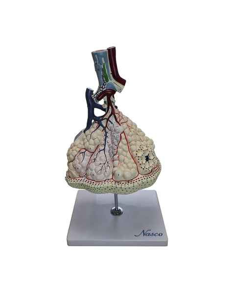 Nasco MG13129 Pulmonary Lobes with Blood Vessels Model