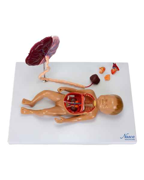 Nasco MG13918 Fetal Blood Circulation with Placenta Model - Angle 1