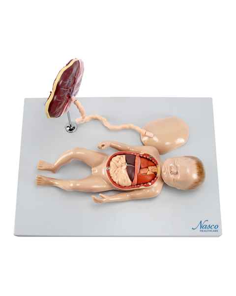 Nasco MG13920 Fetus Model with Placenta and Internal Organs Model, 11 Parts - Angle 1