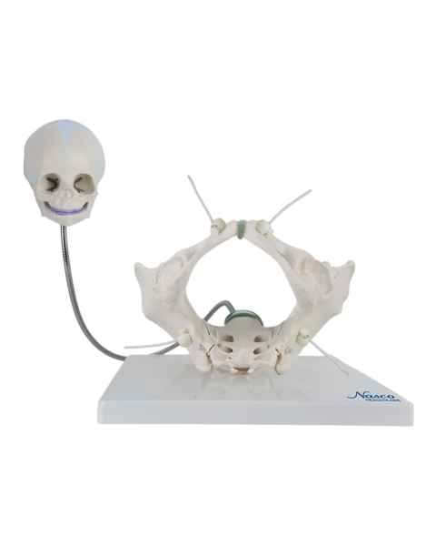 Nasco MG15197 Childbirth Demonstration Pelvis Model