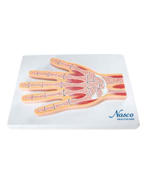 Nasco MG17223 Hand Model, Median Section - Front View