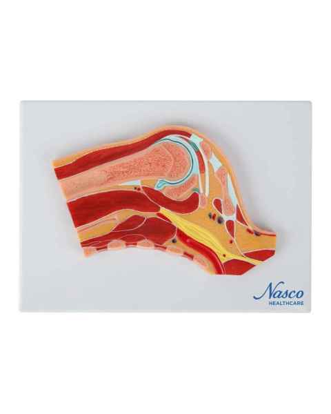 Nasco MG17226 Shoulder Model, Median Section - Front View