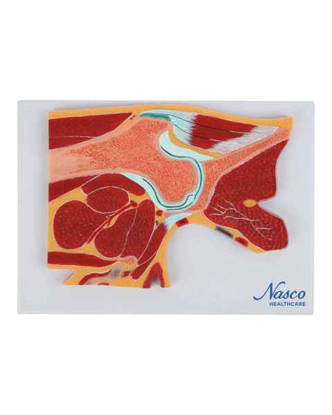 Nasco MG17227 Hip Model, Midsection - Front View