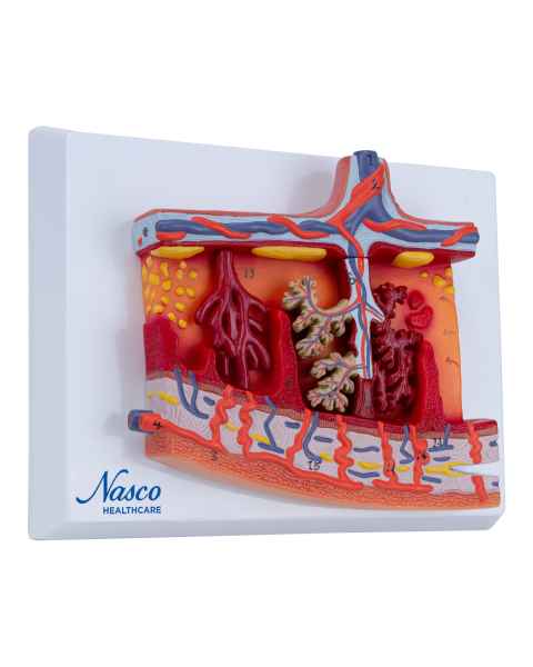 Nasco MG17230 Placenta Cross-Section Model, 2x Enlarged - Angle 1