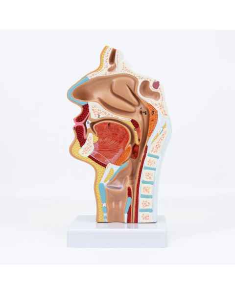 Nasco MG17231 Nasal and Oral Sinus Cross-Section Model