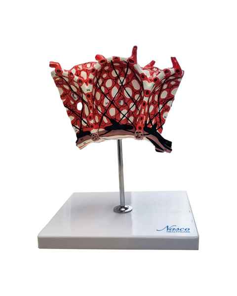 Nasco MG20099 Pulmonary Alveolus Model, 1000x Enlarged