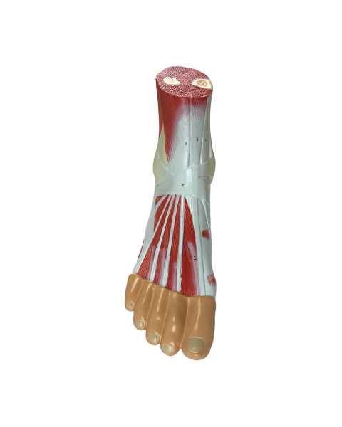 Nasco MG20120 Foot with Ligaments and Muscles Model, Front View
