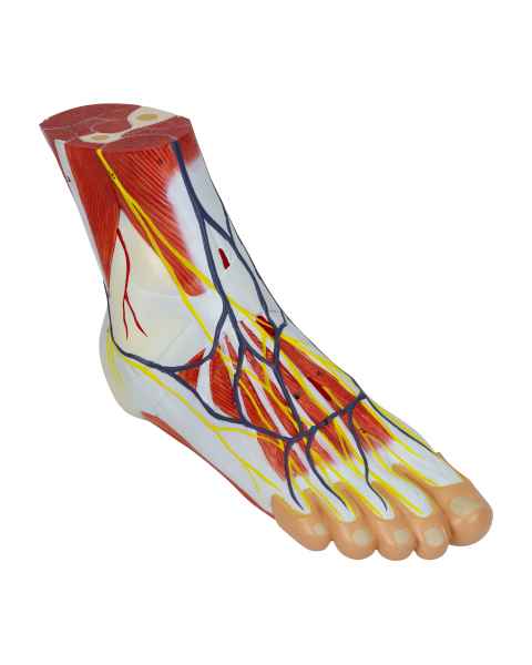 Nasco MG20121 Foot with Vessels, Ligaments, and Muscles Model, 3 Parts, Right Angle View