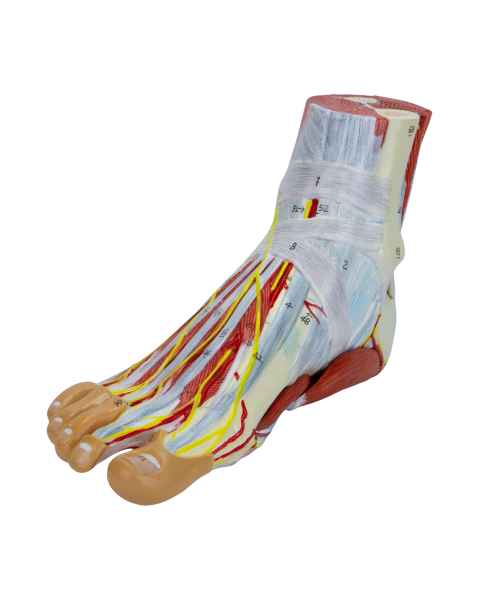 Nasco MG20122 Foot Model, 9 Parts, Left Angle View