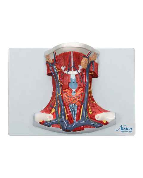 Nasco MG20129 Neck and Throat Model with Muscles, Veins, and Arteries - Front View