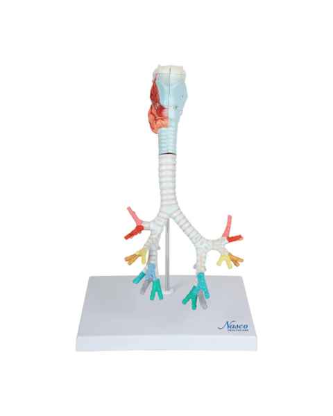 Nasco MG20231 Bronchial Tree Model with Larynx
