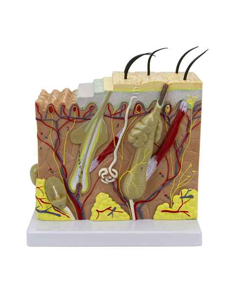 Nasco MG21067 Skin Section Model, 3 Dimensions, 70x Enlarged - Front View
