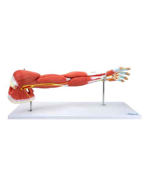 Nasco MG21152 Deluxe Muscles of the Arm Model, 7 Parts - Front View