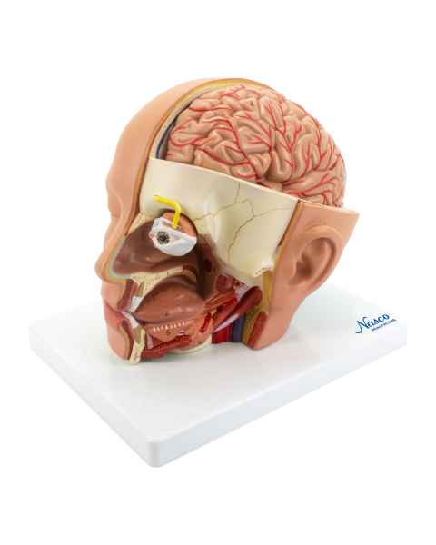 Nasco MG21266 Deluxe Head Model, 4 Parts - Angle 1